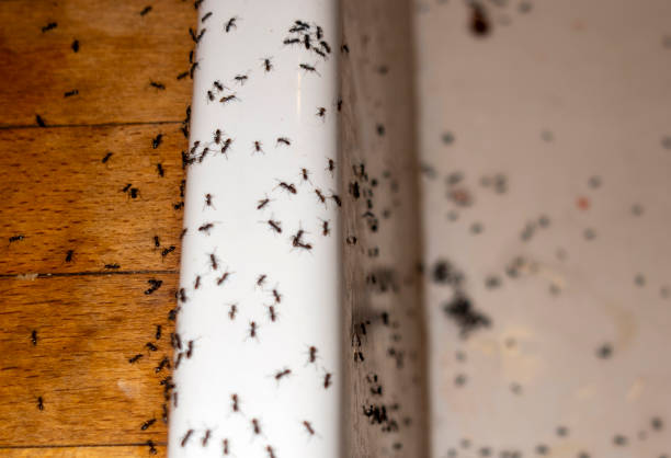 Trusted Hebron, IN Pest Control Experts