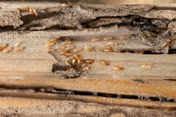 Best Local Pest Control Services  in Hebron, IN